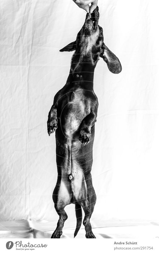hot dog Nature Animal Pet Dog 1 Hunting Jump Romp To feed Dachshund Feeding Black & white photo Interior shot Deserted Copy Space left Copy Space right