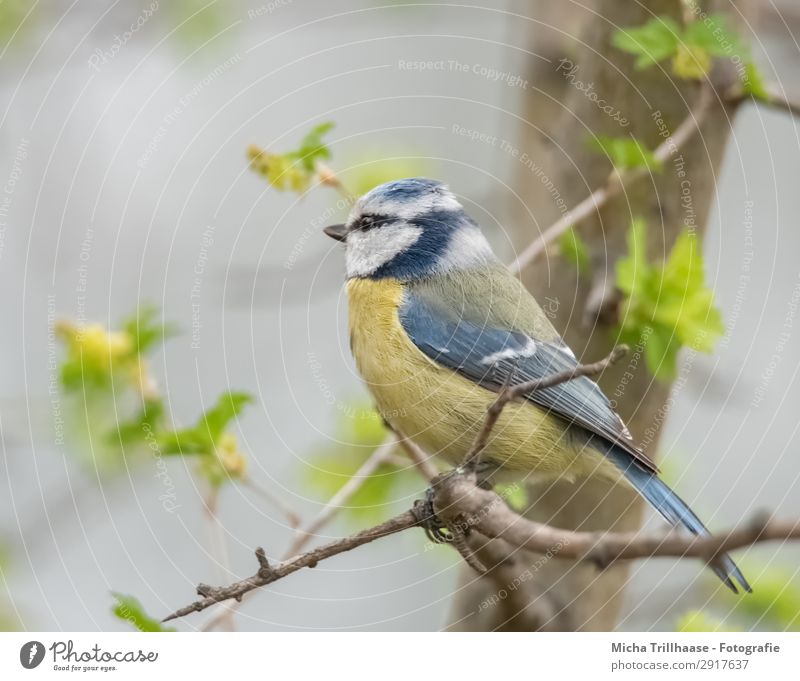 Blue tit in spring green Nature Animal Sunlight Beautiful weather Tree Leaf Twigs and branches Bud Bird Animal face Wing Claw Tit mouse Feather Plumed Beak Eyes