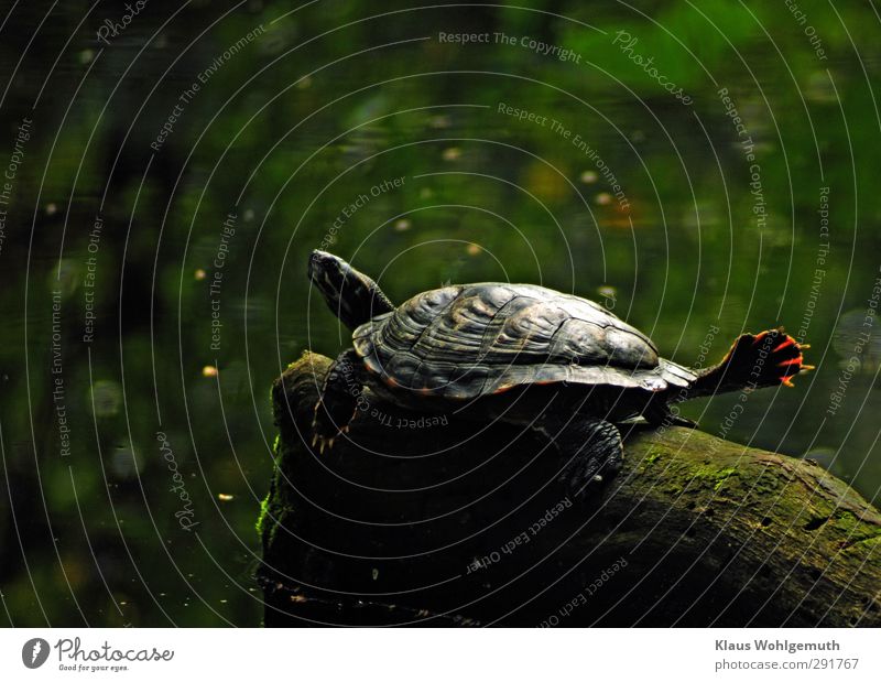 Decorative turtle takes a sunbath on a stone in the water, it stretches head and feet far from itself Feet Zoo Pond Lake Claw Turtle ornamental turtle Turles 1