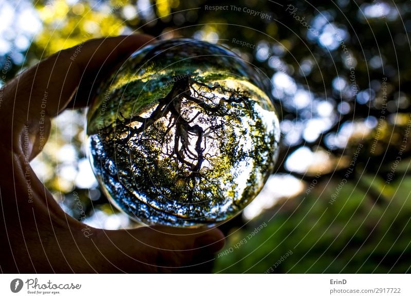 California Oak tree that survived fire captured in glass ball Beautiful Sun Hand Environment Nature Landscape Tree Leaf Sphere Globe Growth Cool (slang) Fresh