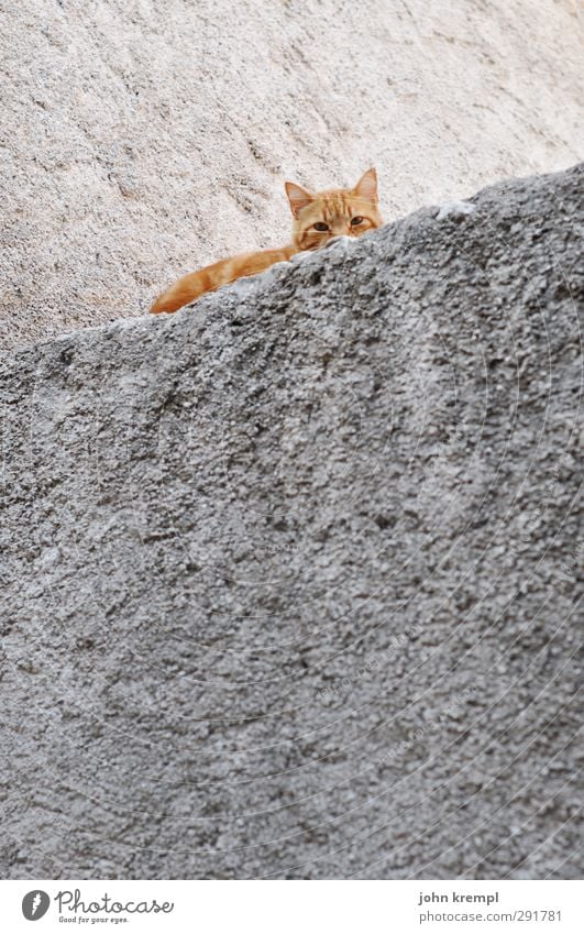 Skew cat Wall (barrier) Wall (building) Pet Cat 1 Animal Lie Looking Sleep Friendliness Cuddly Orange Contentment Safety Protection Love of animals Attentive