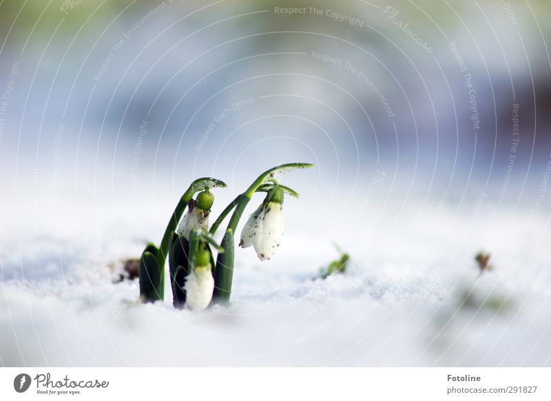 little bell Environment Nature Plant Elements Water Winter Ice Frost Snow Flower Blossom Garden Park Cool (slang) Bright Cold Natural Green White
