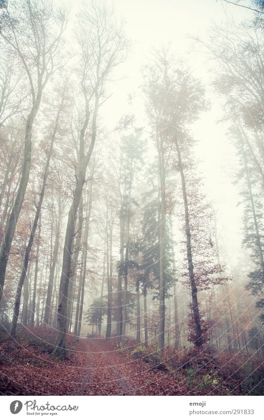 tall Environment Nature Landscape Autumn Bad weather Fog Tree Forest Threat Cold Natural Colour photo Exterior shot Deserted Day Shallow depth of field