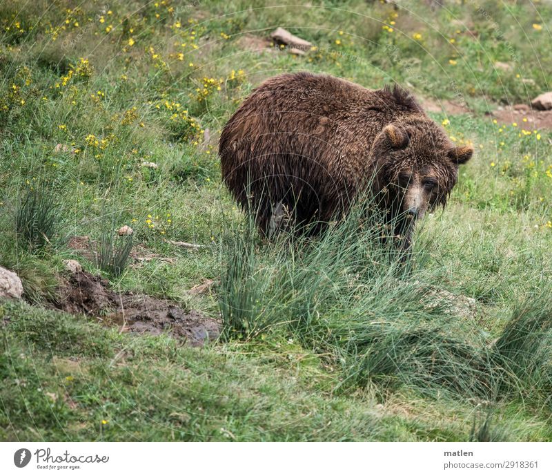 little bear Plant Grass Meadow Animal Animal face 1 Observe Brown Green Bear Colour photo Exterior shot Copy Space left Copy Space right Copy Space top