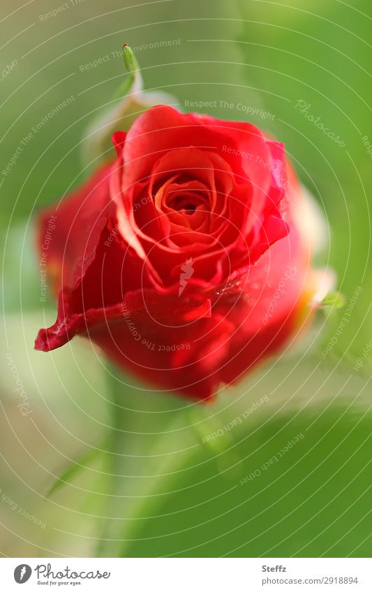 A rose wants to bloom pink Rose blossom Red rose blooming rose Love romantic blossom Romance Fragrance Rose scent fragrant rose fresh rose Rosebud red flower