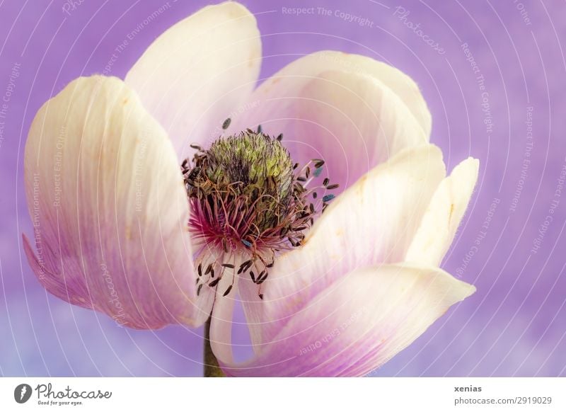 anemone flower, white, violet, soon withered Spring Summer Flower Blossom Anemone Blossoming Old Violet White Delicate Limp Colour photo Studio shot Close-up