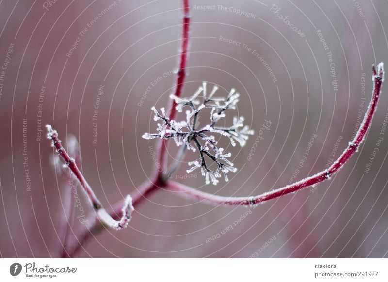 frost work Environment Nature Winter Plant Bushes Blossom Cold Calm Transience Ice Frozen Red Colour photo Subdued colour Morning Day Shallow depth of field