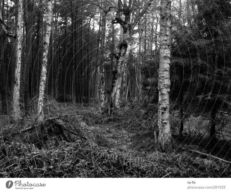forest Environment Nature Plant Tree Forest Loneliness Birch tree Hiking Black & white photo Exterior shot Deserted Day