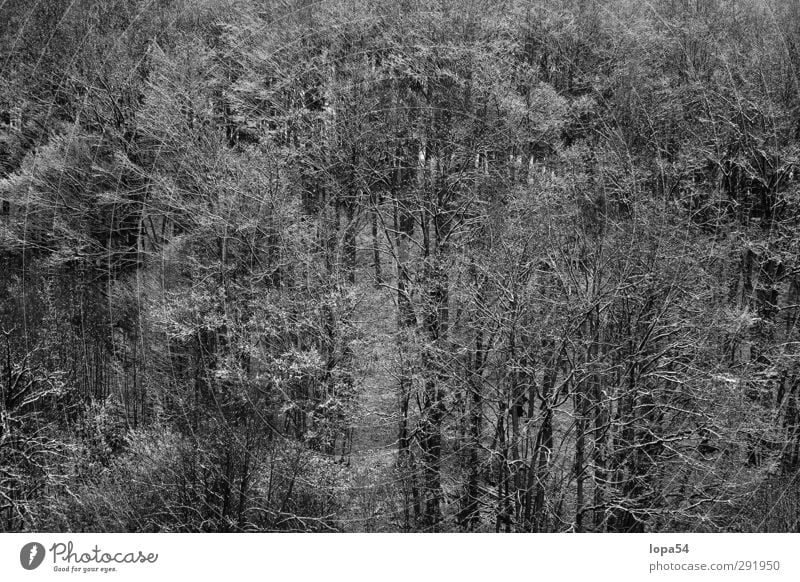 winter forest Winter Snow Environment Nature Landscape Ice Frost Forest Winter forest Dark Cold Black White Beautiful Calm Climate Tree trees
