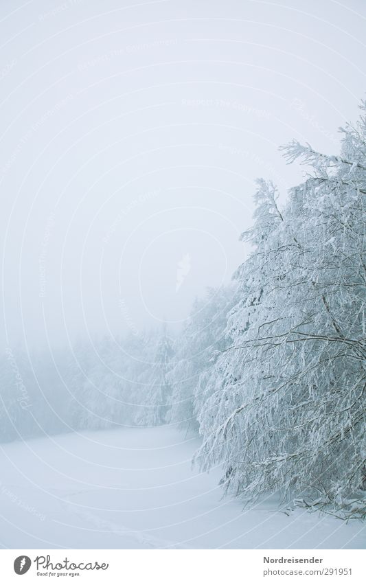 rigor Winter Snow Winter vacation Nature Landscape Climate Weather Bad weather Fog Ice Frost Tree Meadow Forest Cold White Calm Pure Stagnating Thueringer Wald
