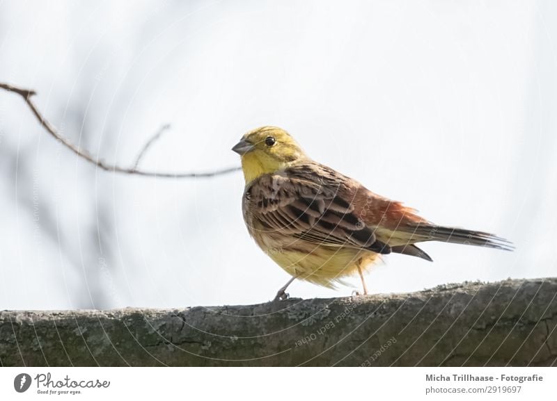 Yellowhammer in a tree Nature Animal Sky Sunlight Beautiful weather Tree Twigs and branches Wild animal Bird Animal face Wing Claw Feather Plumed Beak Eyes 1
