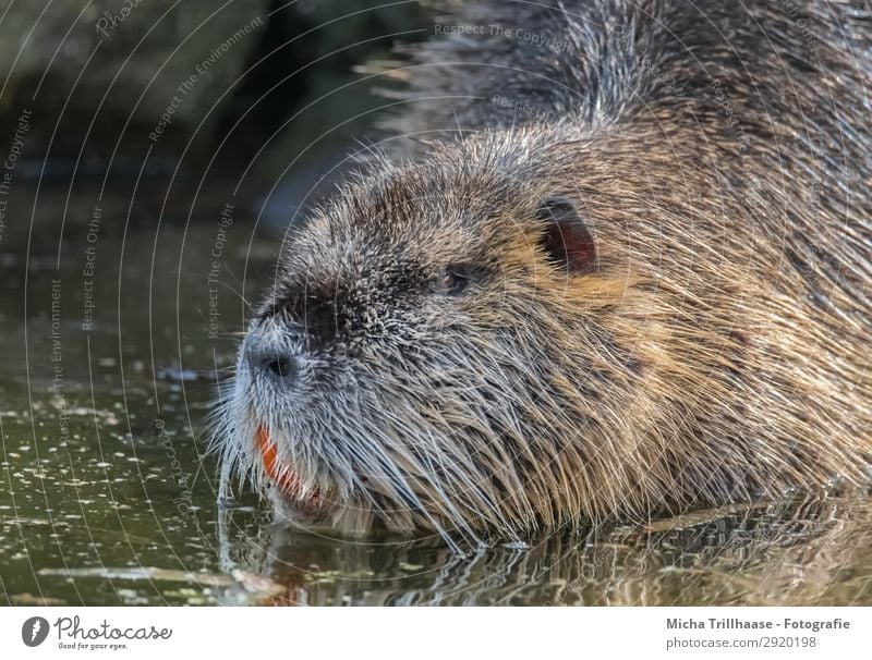 Nutria in water Nature Animal Water Sunlight Beautiful weather Lake River Wild animal Animal face Pelt Rodent Set of teeth Nose Eyes Ear 1 Observe Glittering