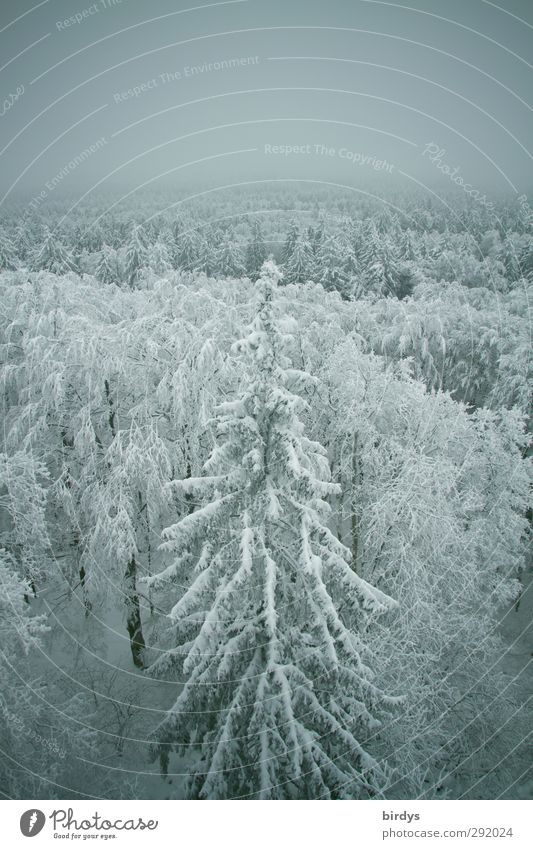 Snow-covered winter forest from a bird's eye view Nature Winter Weather Fog Ice Frost Forest Tall Cold Above Original Positive pretty Calm Peace Idyll Climate