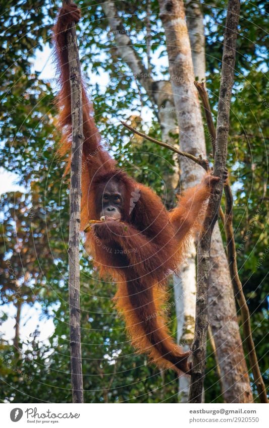 An oragutan eats bananas in a tree in Borneo Island Nature Animal Rain Tree Park Forest Virgin forest To swing Wild Red animals Apes Asia Banana borneo