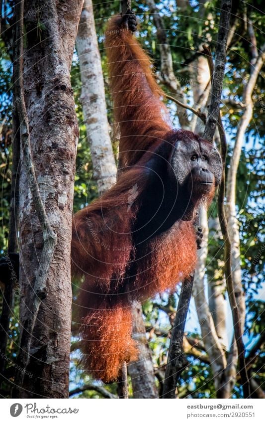 A male orangutan, stands watch in a tree Island Man Adults Nature Animal Rain Tree Park Forest Virgin forest To swing Wild Red animals Apes Asia borneo
