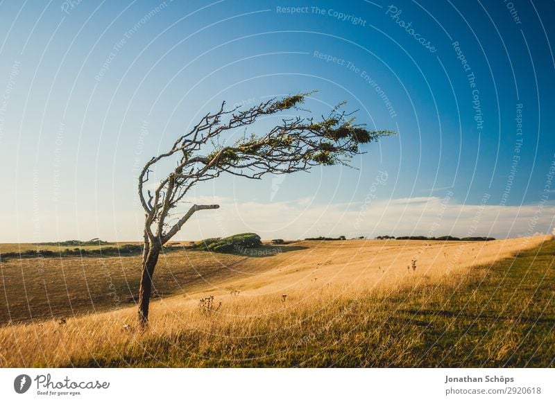 bald crooked tree on field in southern England Environment Nature Landscape Plant Elements Water Sky Climate Climate change Weather Beautiful weather Wind Field