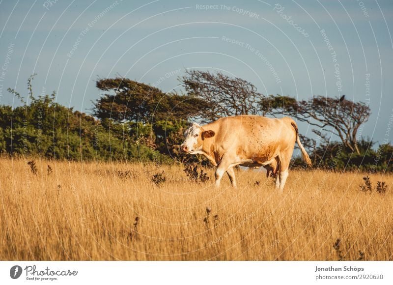 Cow on the field in England Agriculture Forestry Environment Nature Landscape Animal Summer Climate change Field Coast Exceptional Great Britain Cattle