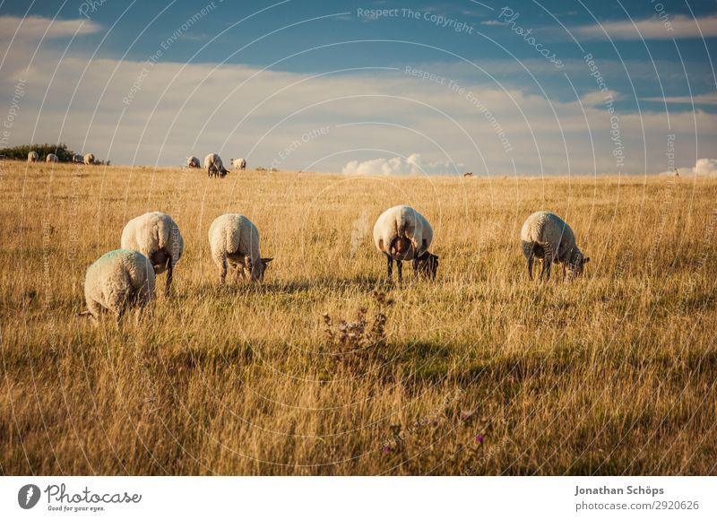 Flock of sheep in the field Agriculture Animal Field Farm animal Esthetic England Great Britain Sheep Sussex Meadow Pasture Backwards Behind Foraging Nature