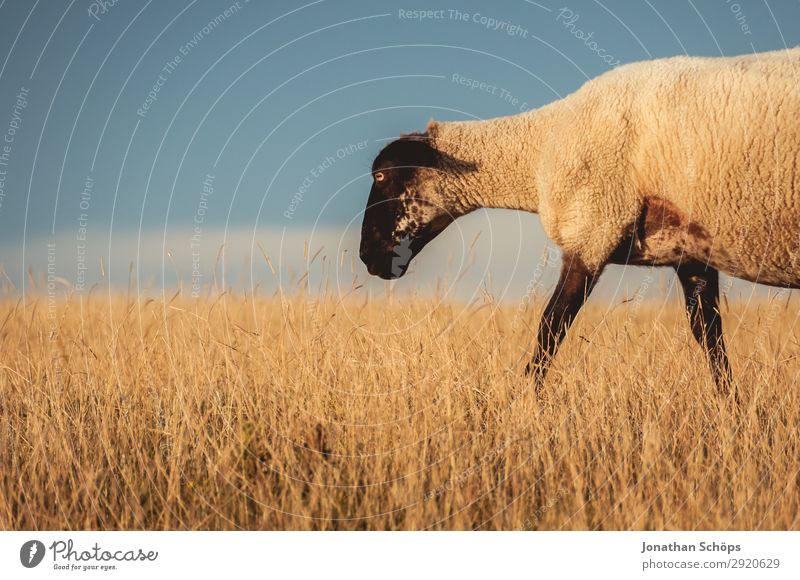 Sheep in a pasture Agriculture Animal Field Farm animal 1 Esthetic England Great Britain Sussex To feed Meadow Pasture Side Foraging Meat Nature Natural
