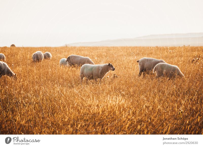 Flock of sheep in the field Agriculture Animal Field Farm animal Esthetic England Great Britain Sheep Sussex Meadow Pasture Side Foraging Nature Natural