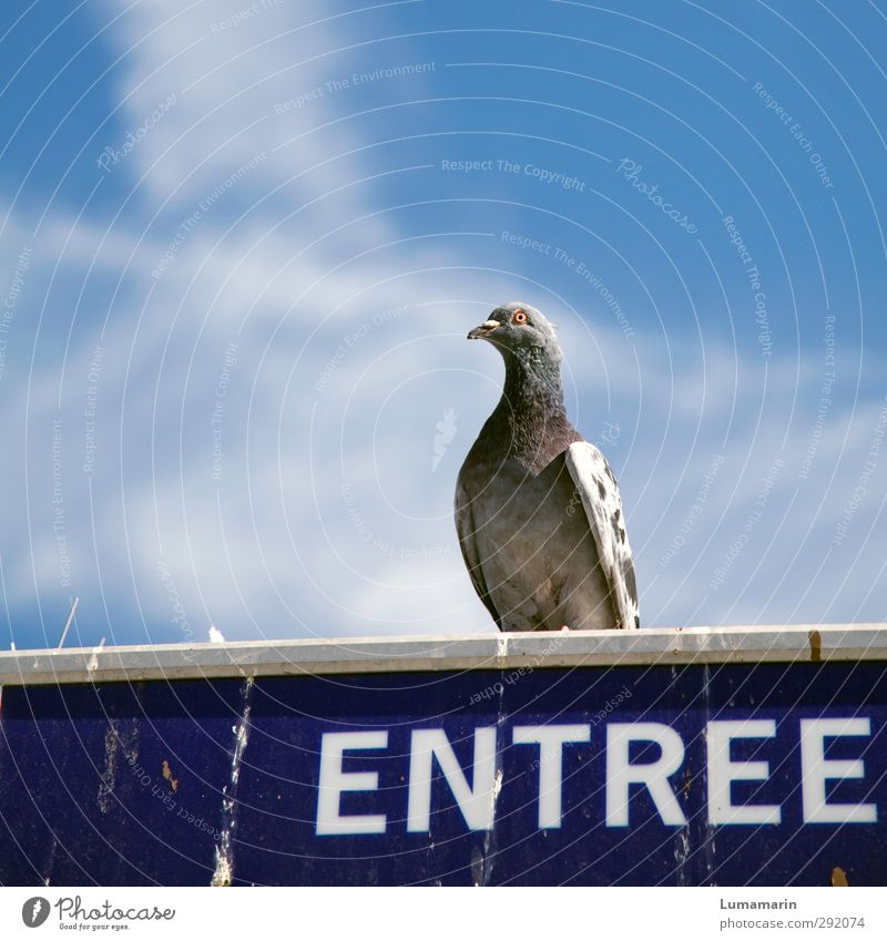 concierge Environment Sky Clouds Animal Wild animal Bird Pigeon 1 Sign Characters Signs and labeling Sit Dirty Above Town Entrance gatekeepers Watchfulness