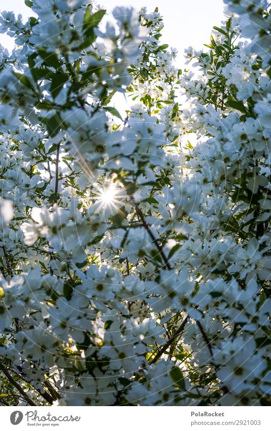 #S# Hello Sunshine Environment Nature Landscape Plant Joy Life Spring Blossom Sunbeam Blossom leave White Many Bushes Glimmer Enchanting Hide Shadow
