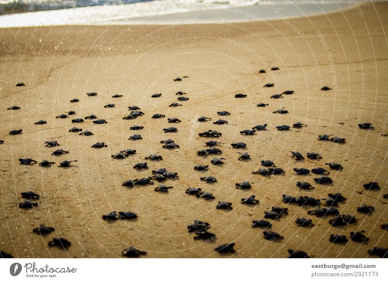 Baby sea turtles struggle for survival after hatching in Mexico Beach Ocean Nature Animal Sand Small Wild Chaos animals animals reptile baja baja peninsula