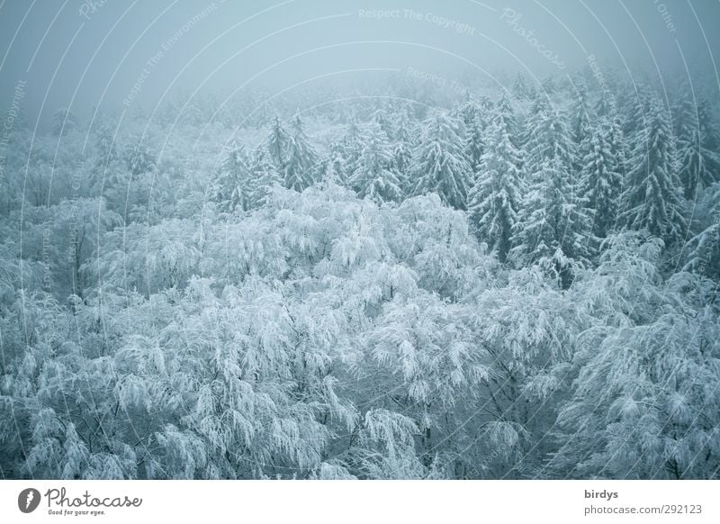 Snow-covered treetops.winter forest - a Royalty Free Stock Photo from  Photocase