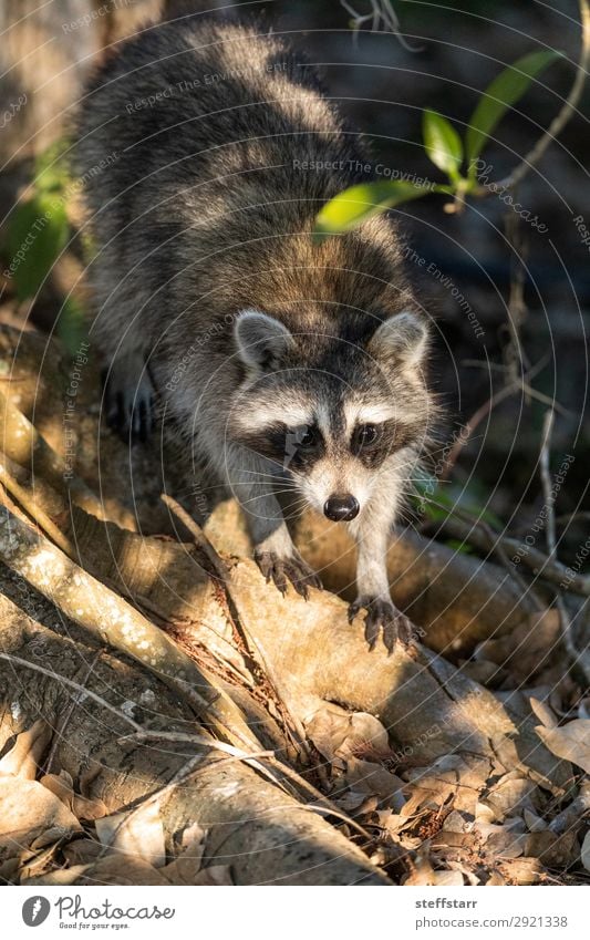 Young chubby raccoon Procyon lotor hunts for food Nature Animal Wild animal 1 Cute Brown Gray Gluttony Raccoon northern raccoon common raccoon black mask alert