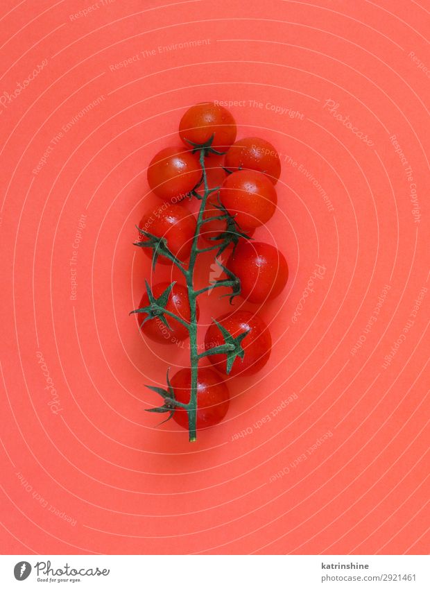 Cherry tomatoes on a coral red background Vegetable Vegetarian diet Diet Fresh Bright Above Red cherry tomatoes Ingredients Raw Minimalistic Conceptual design