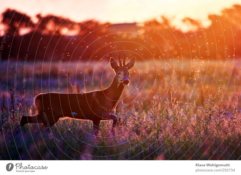 A roebuck with beautiful horns strides through a blooming summer meadow. The light of the low sun, lights up hundreds of mosquitoes and flies. Summer