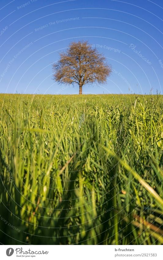 Single tree on a pasture Vacation & Travel Trip Sky Spring Beautiful weather Plant Tree Meadow Field Fresh Positive Green Pasture Individual 1 Fruit trees