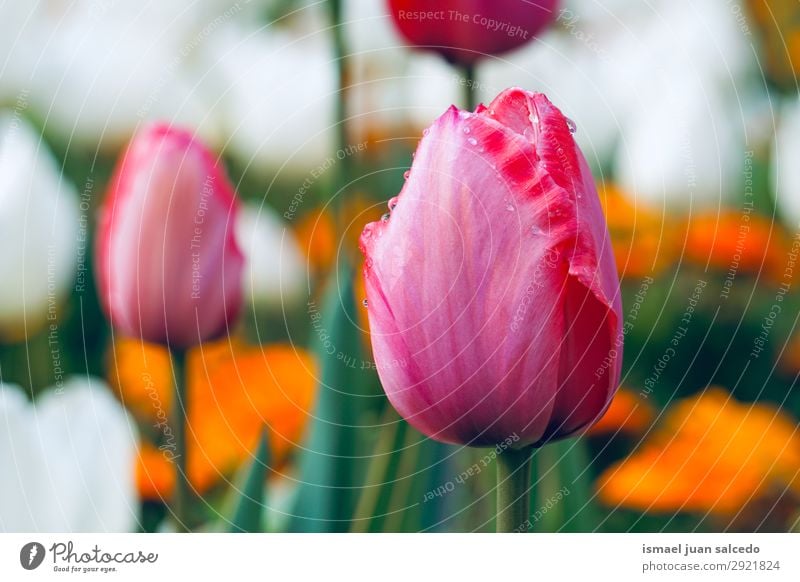 red tulip in the garden in springtime in the nature Tulip Flower Red Blossom leave Plant Garden Floral Nature Decoration Romance Beauty Photography Fragile