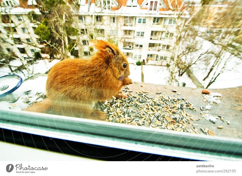 Sciurus vulgaris Town Outskirts House (Residential Structure) Window Animal Wild animal 1 Eating Feeding Cuddly Curiosity Cute Contentment Hospitality
