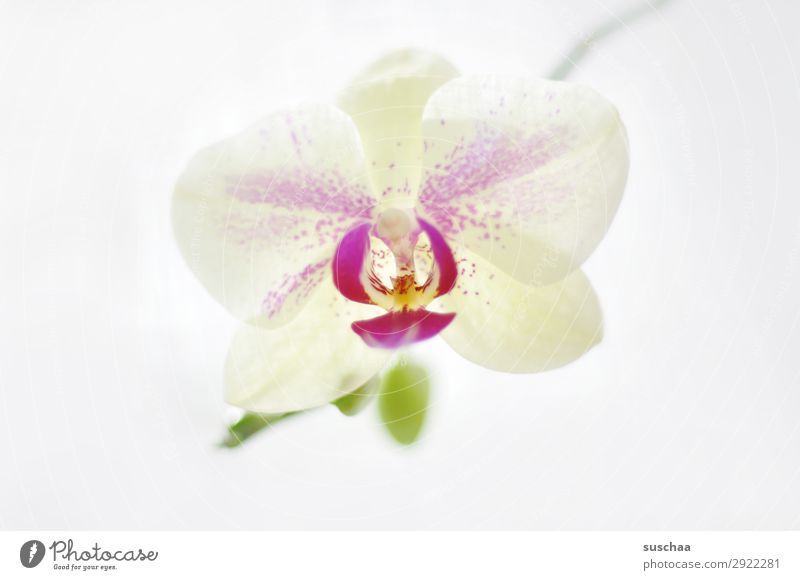 Through the flower Flower Orchid Plant Nature Beautiful Wellness Healthy Bright Soul Meditation Spa Romance Delicate Harmonious Exotic Neutral Background