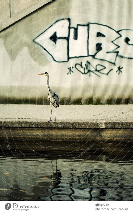 greaseball Town Wall (barrier) Wall (building) Animal Wild animal Bird 1 Sign Characters Graffiti Stand Gray Water Heron Exceptional Whimsical City life Daub
