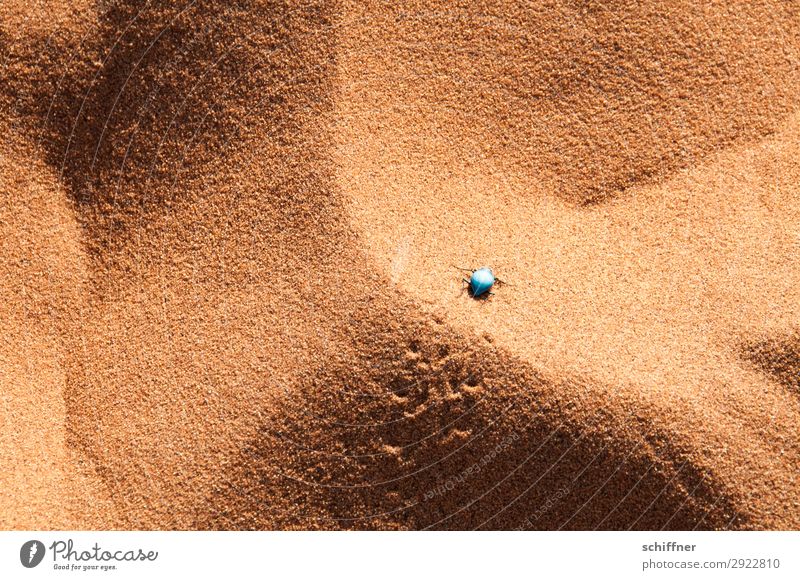 Isolation in the desert Animal 1 Crawl Beetle Desert Sand Tracks Grain of sand tenebrionide Loneliness Small Light blue hostile to life Exterior shot Deserted