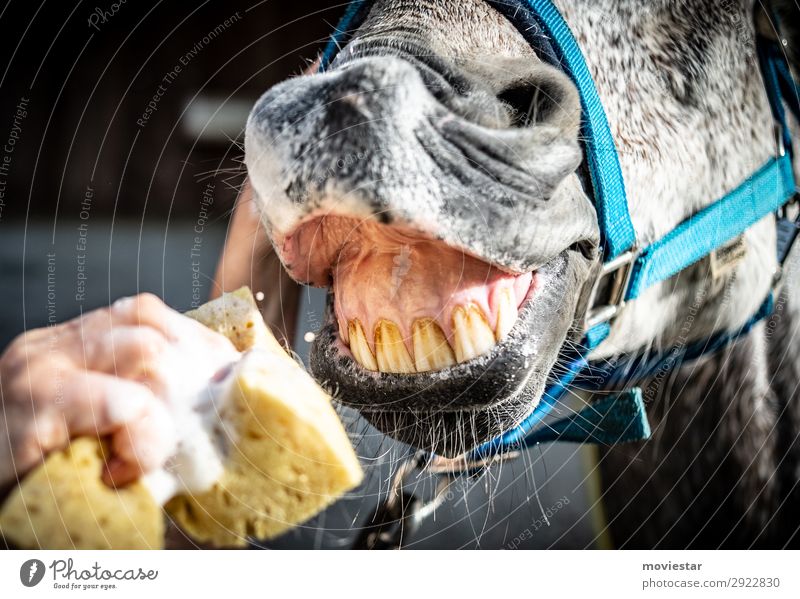 Zahnpflege Animal Horse Animal face 1 Funny Blue Yellow Gray White Colour photo Close-up Deserted Copy Space left Copy Space bottom Day Shallow depth of field