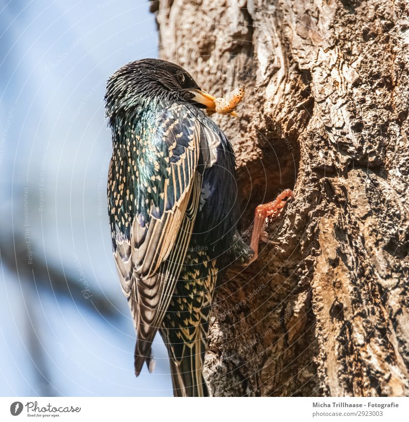 Star brings food to the nest Nature Animal Sky Sunlight Beautiful weather Tree Wild animal Bird Worm Animal face Wing Claw Starling Feather Plumed Beak 1 Catch