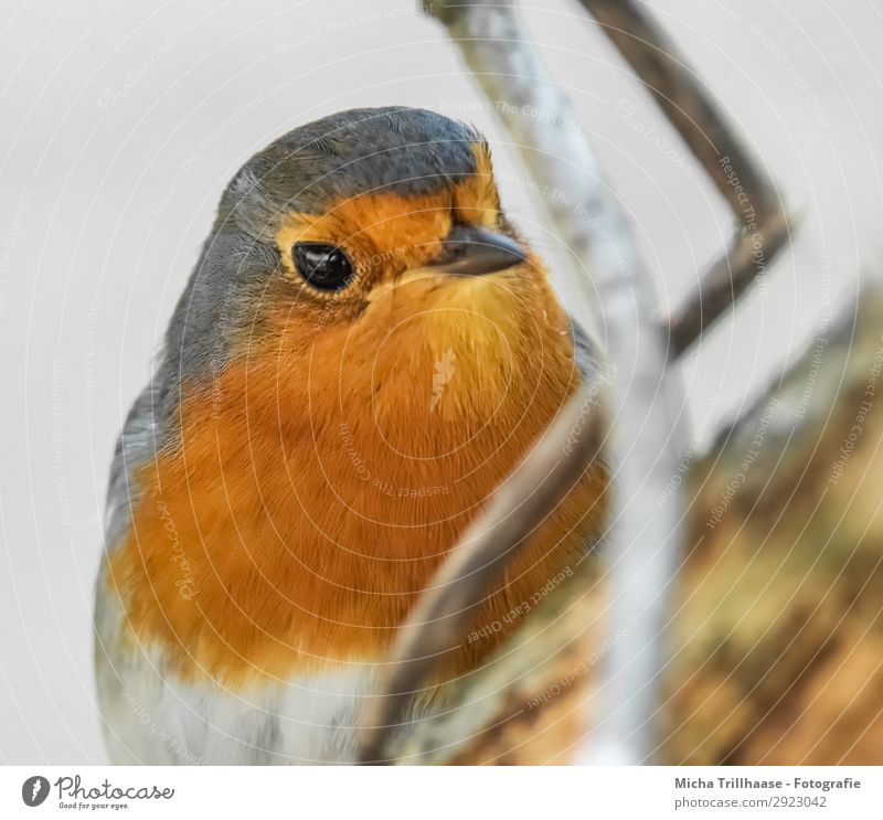 Robin portrait Nature Animal Sunlight Beautiful weather Tree Twigs and branches Wild animal Bird Animal face Wing Robin redbreast Eyes Beak Feather Plumed 1
