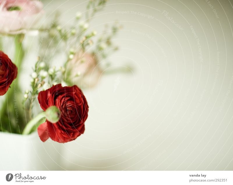 spring greeting Plant Flower Buttercup Red Vase Bouquet Blossom Colour photo Close-up Detail Deserted Copy Space right Blur Shallow depth of field