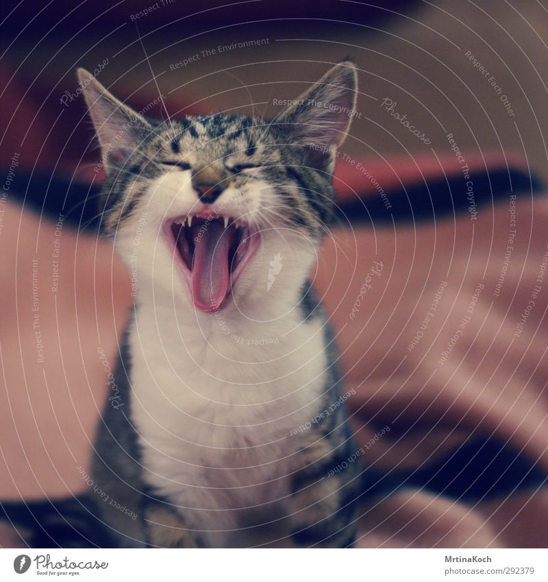 yawn. Animal Cat 1 Baby animal To enjoy Hang Sleep Yawn Fatigue Set of teeth Kitten Cat's head Cat's tongue Aggression Peaceful Colour photo Subdued colour