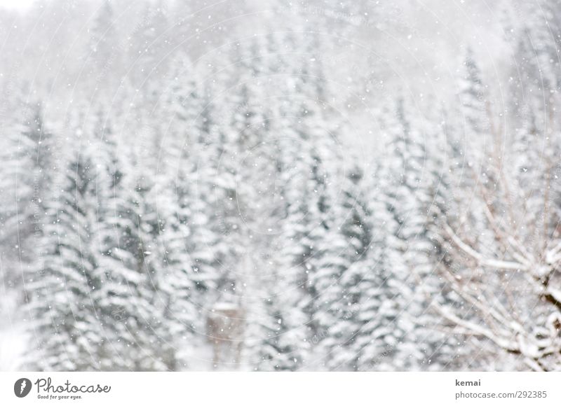 White splendour Environment Nature Landscape Winter Ice Frost Snow Snowfall Tree Spruce Fir tree Forest Hill Bright Cold Winter light Colour photo