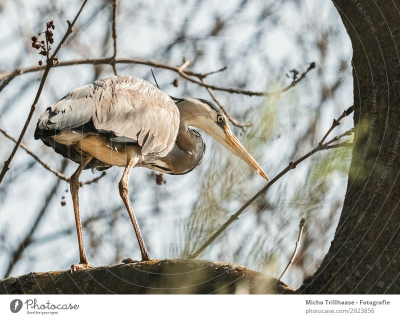 Heron in tree Nature Animal Sky Sunlight Beautiful weather Tree Twigs and branches Wild animal Bird Animal face Wing Claw Grey heron Beak Feather Plumed Legs