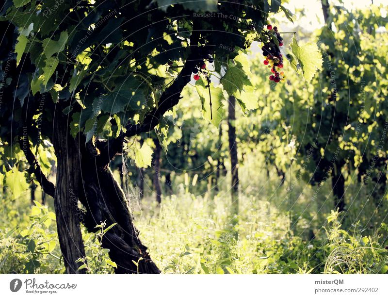 Vineyard. Environment Nature Landscape Plant Esthetic Wine Bunch of grapes Wine growing Grape harvest Winery Green Italy Colour photo Subdued colour