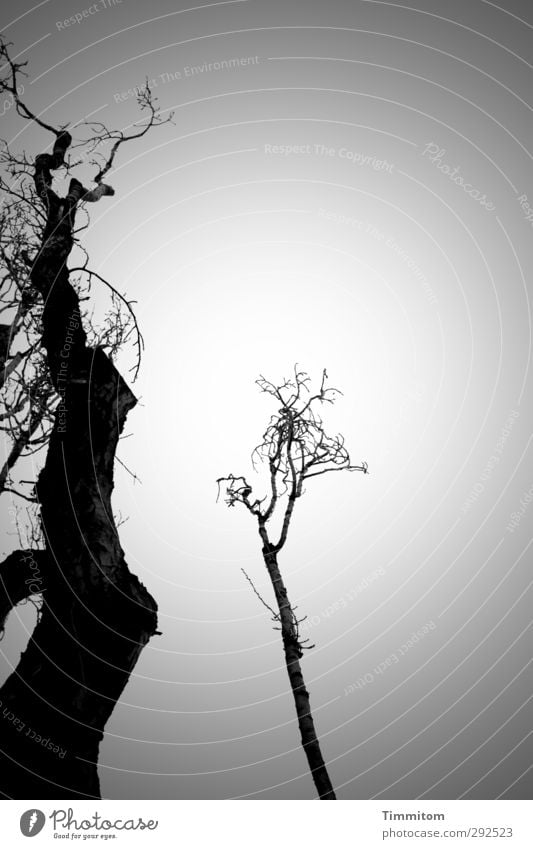 Relationship. Anything. Environment Nature Sky Winter Tree Esthetic Simple Gray Black White Emotions Affection Black & white photo Exterior shot Deserted