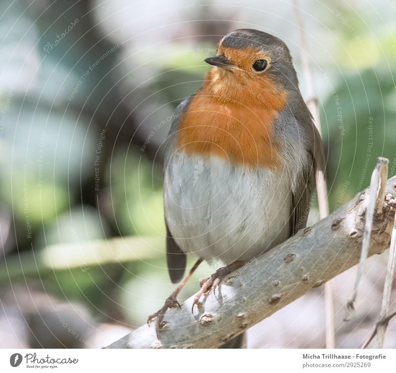 Robin slightly leaning in the tree Nature Animal Sunlight Beautiful weather Tree Twigs and branches Wild animal Bird Animal face Wing Claw Robin redbreast Beak