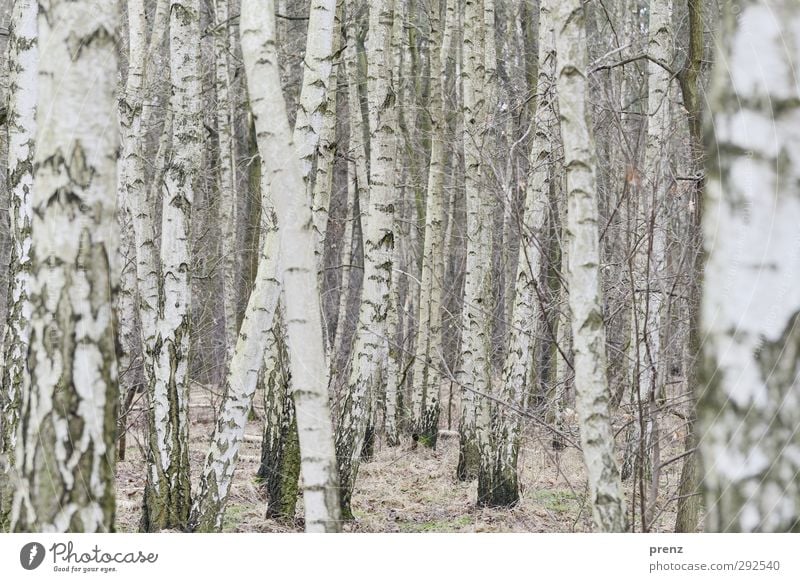X Environment Nature Landscape Plant Forest Gray White Birch wood Birch tree Line Colour photo Exterior shot Deserted Day