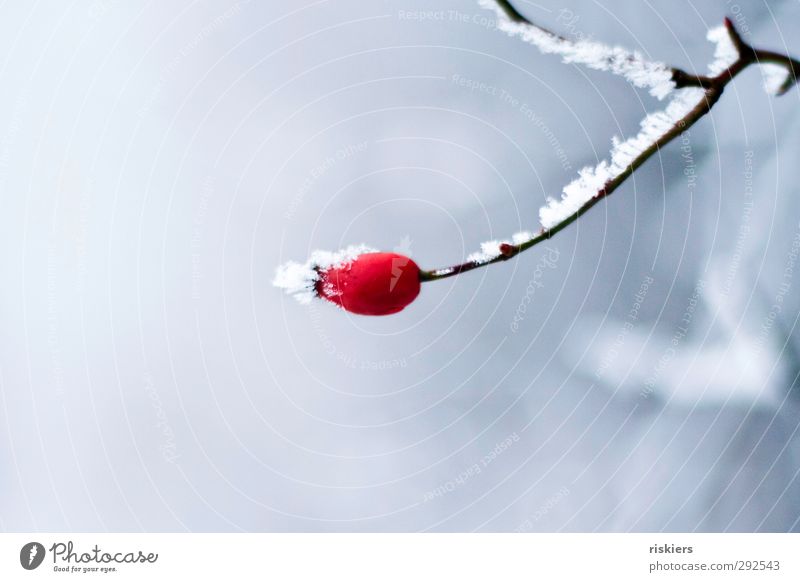 red Environment Winter Ice Frost Snow Plant Rose hip Forest Red Power Calm Loneliness Idyll Cold Colour photo Exterior shot Copy Space top Copy Space bottom Day