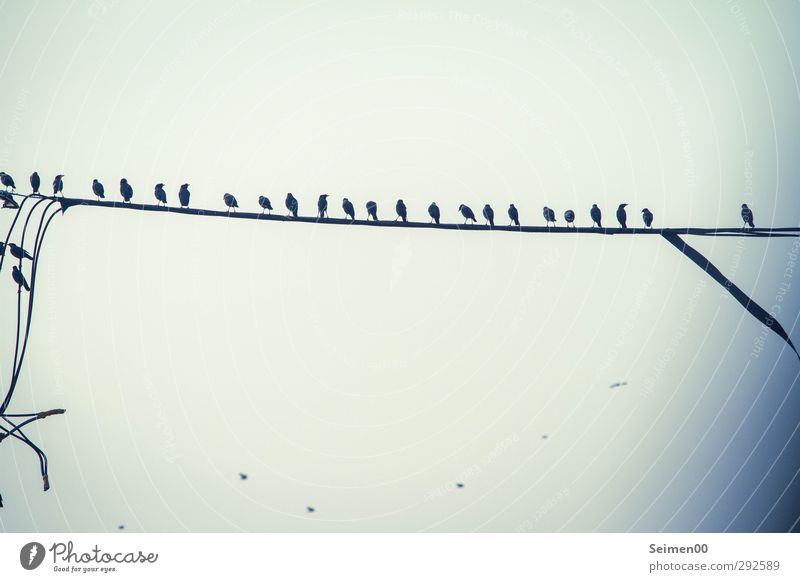 In the line. Wild animal Bird Flock Pack Observe To talk Looking To swing Stand Authentic Free Tall Moody Happiness Contentment Cool (slang) Equal